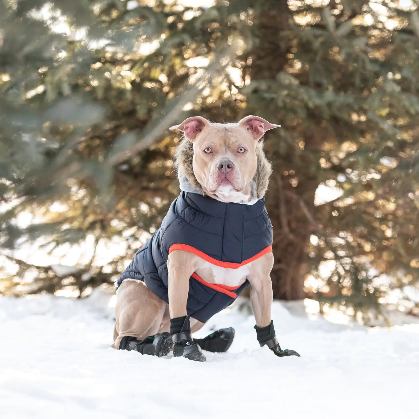 Dog Winter Sailor Parka - Navy